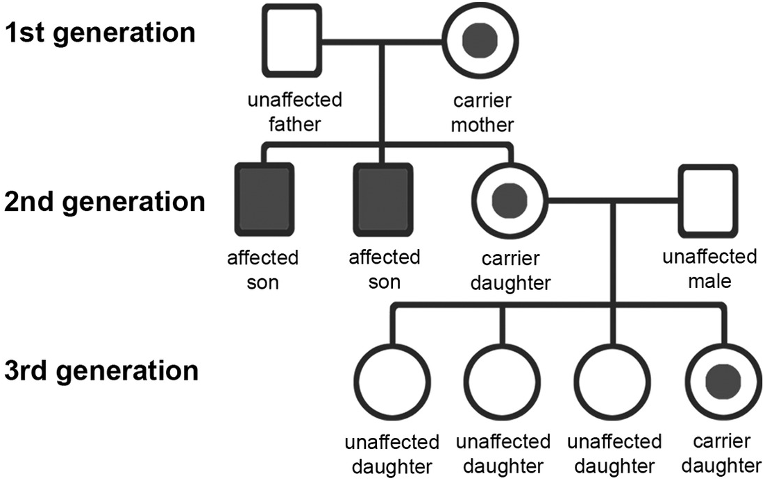 Genetic Variation Within Populations Chapter 3 Biological Evolution