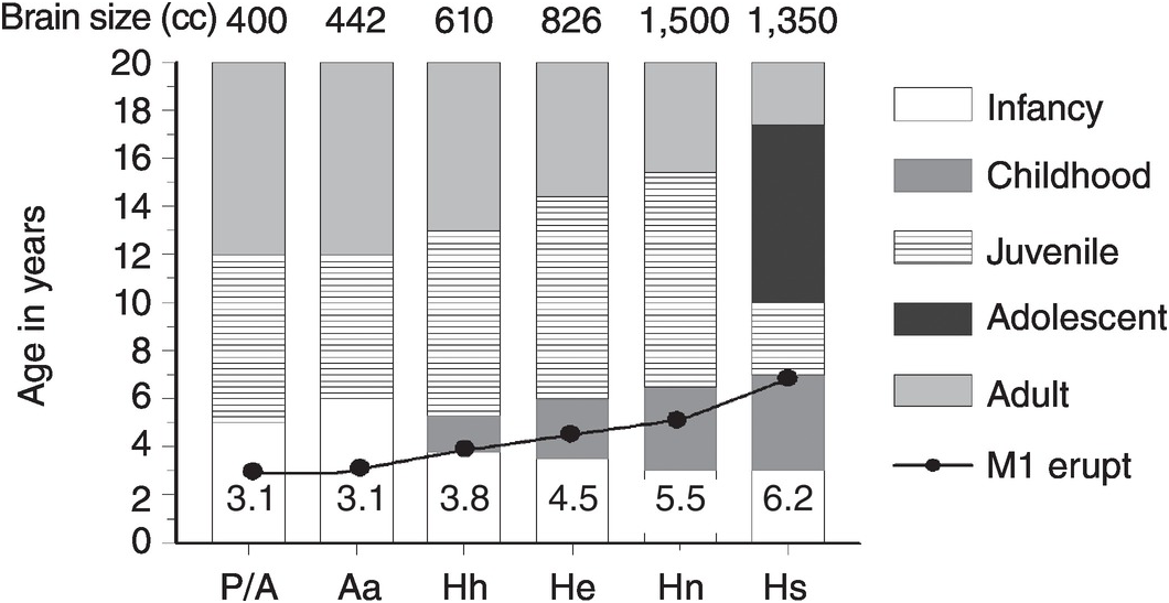 Evolution of the Human Life Cycle (Chapter 4) - Patterns of Human Growth