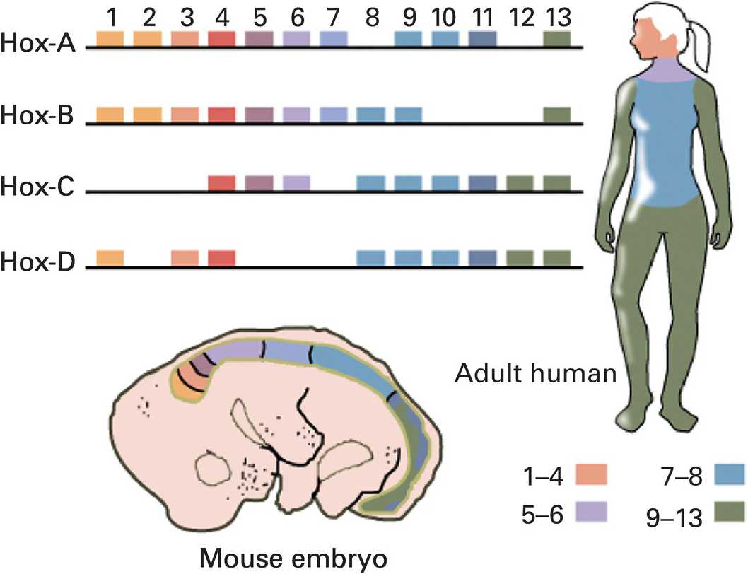 Late subadult ontogeny and adult aging of the human thorax reveals  divergent growth trajectories between sexes