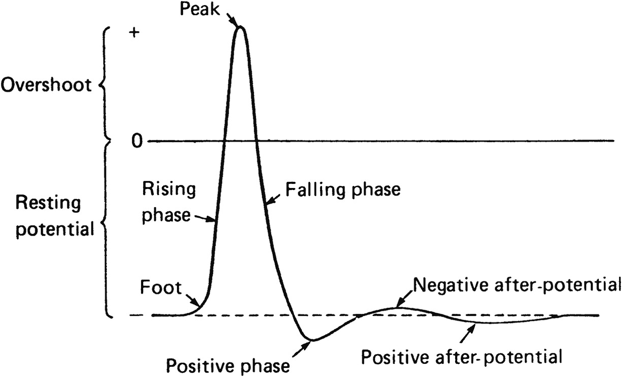 Resting and Action Potentials (Chapter 2) - Keynes & Aidley's Nerve and  Muscle
