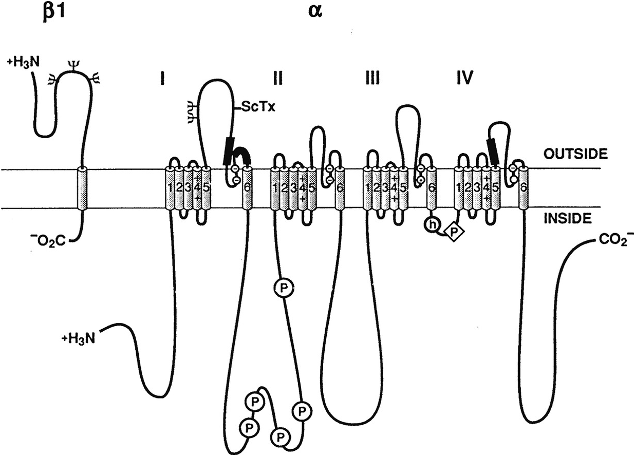 Voltage Gated Ion Channels Chapter 5 Keynes Aidley S Nerve And Muscle