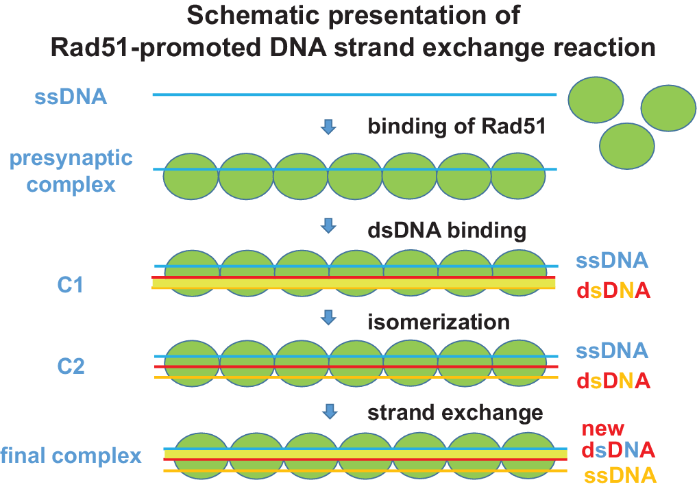 Understanding Rad51 Function Is A Prerequisite For Progress In Cancer ...