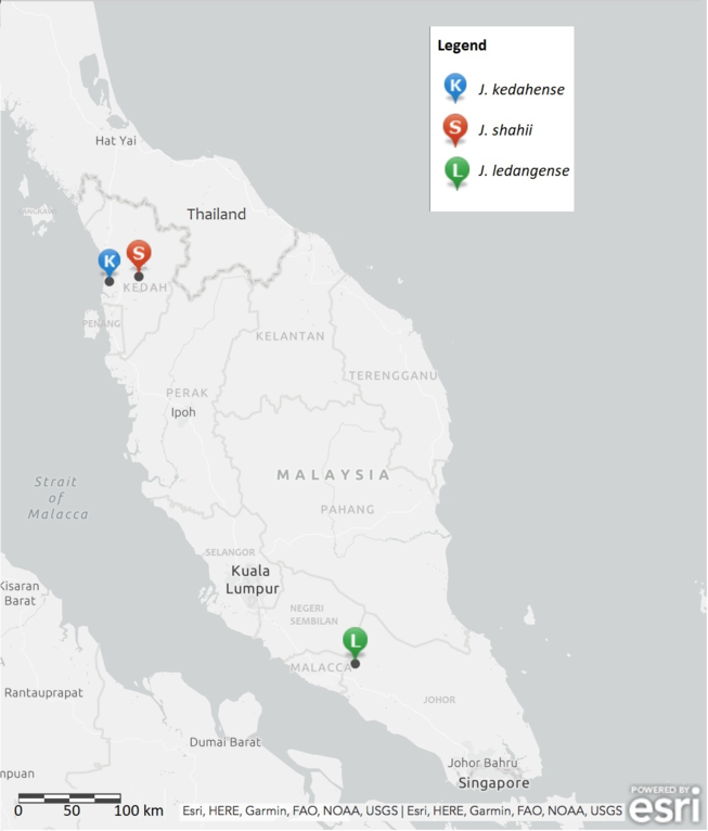 A REVISION OF JASMINUM (OLEACEAE) IN PENINSULAR MALAYSIA AND 