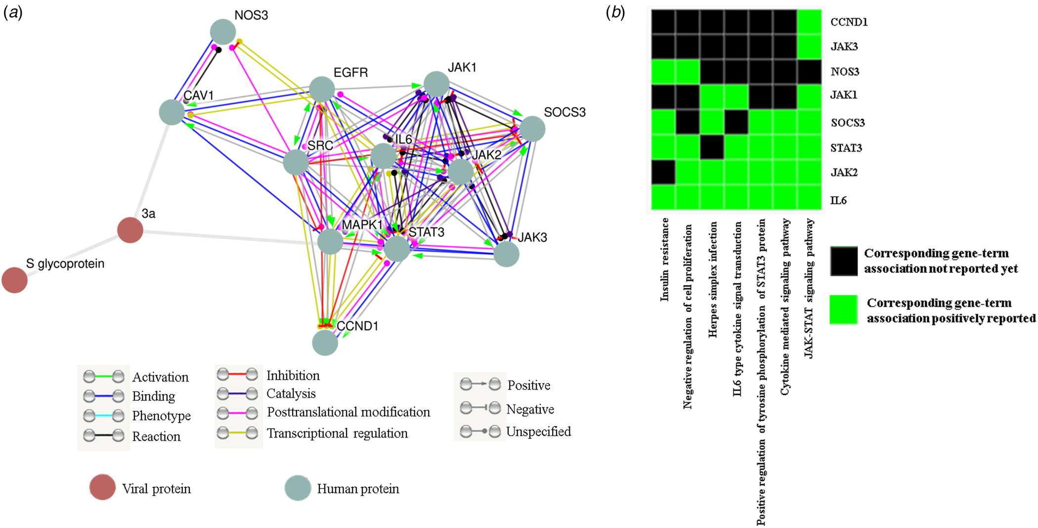 Frontiers  Understanding the Role of SARS-CoV-2 ORF3a in Viral