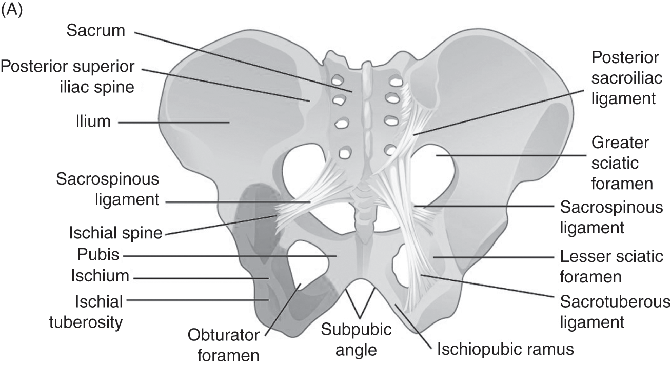Anatomy of the Pelvis in Obstetrics (Chapter 3) - Part 1 MRCOG Revision  Notes and Sample SBAs