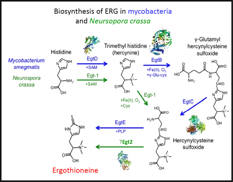 The biology of ergothioneine an antioxidant nutraceutical