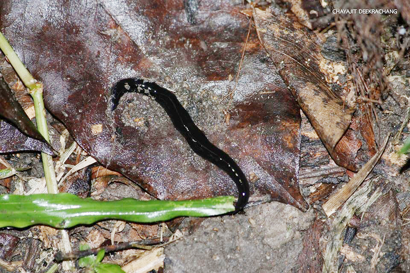 Two new species of Neotropical land flatworms (Platyhelminthes
