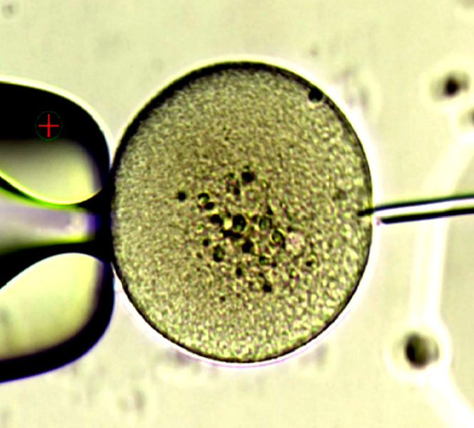 Role of diagnostic intracytoplasmic sperm injection (ICSI) in the ...