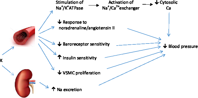 Dietary Approaches to Stop Hypertension (DASH): potential mechanisms of ...