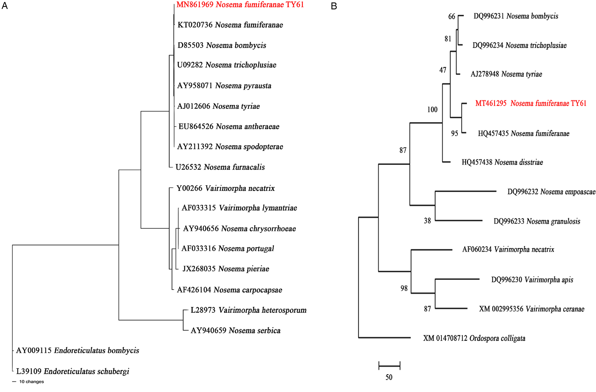 A New Isolate Of Nosema Fumiferanae Microsporidia Nosematidae From The Date Moth Apomyelois Ectomyelois Ceratoniae Zeller 19 Lepidoptera Pyralidae Parasitology Cambridge Core