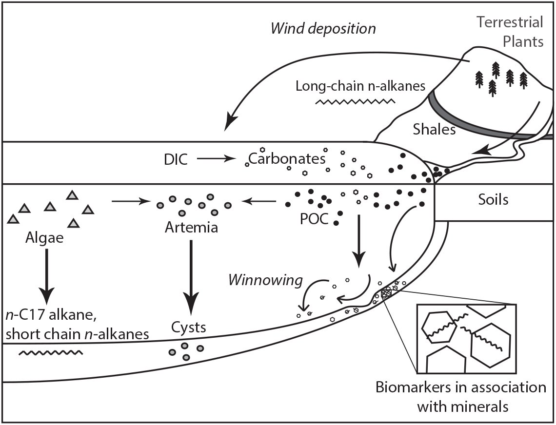 Multi Substrate Radiocarbon Data Constrain Detrital And Reservoir Effects In Holocene Sediments Of The Great Salt Lake Utah Radiocarbon Cambridge Core