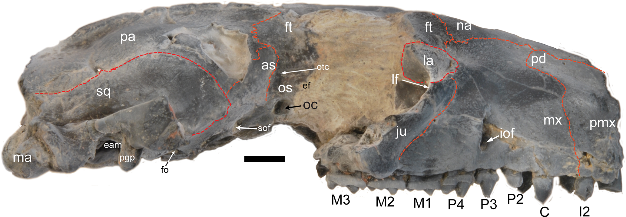 Cranial anatomy of Microsyops annectens (Microsyopidae, Euarchonta ...