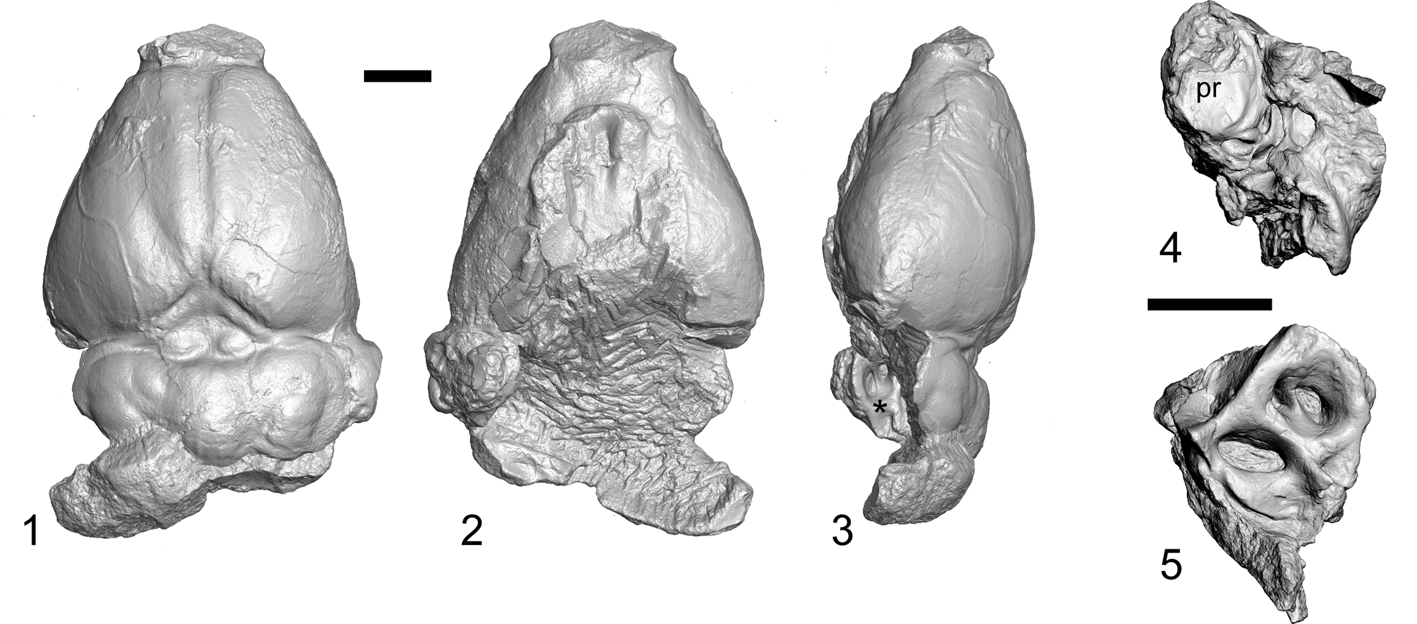 Cranial anatomy of Microsyops annectens (Microsyopidae, Euarchonta 