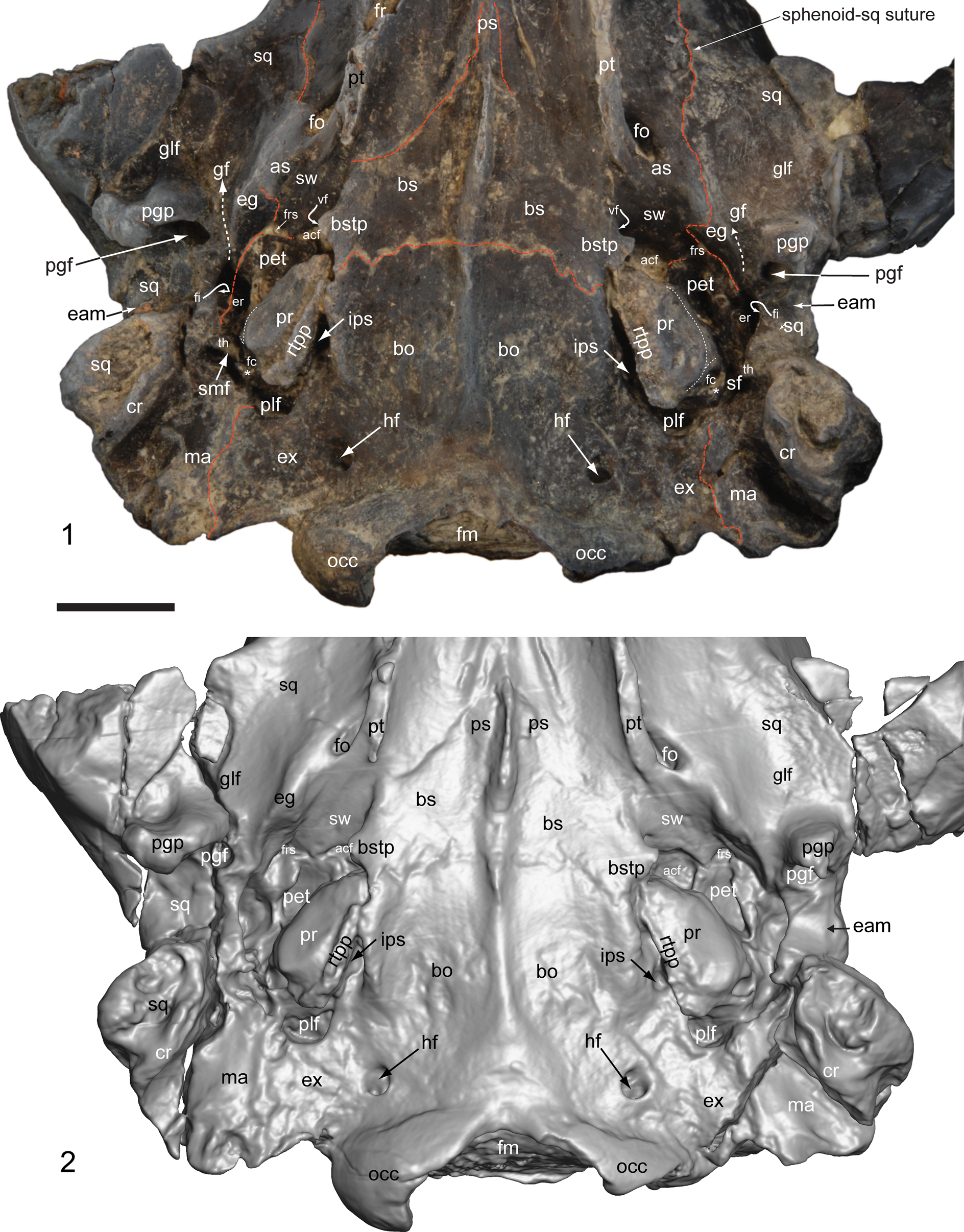 Cranial anatomy of Microsyops annectens (Microsyopidae, Euarchonta 
