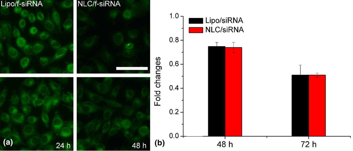 Autophagy Inhibitior Autophagy Related 7 Small Interfering Rna And Doxorubicin Dual Loaded Nanostructured Lipid Carrier To Combat Multidrug Resistance Journal Of Materials Research Cambridge Core