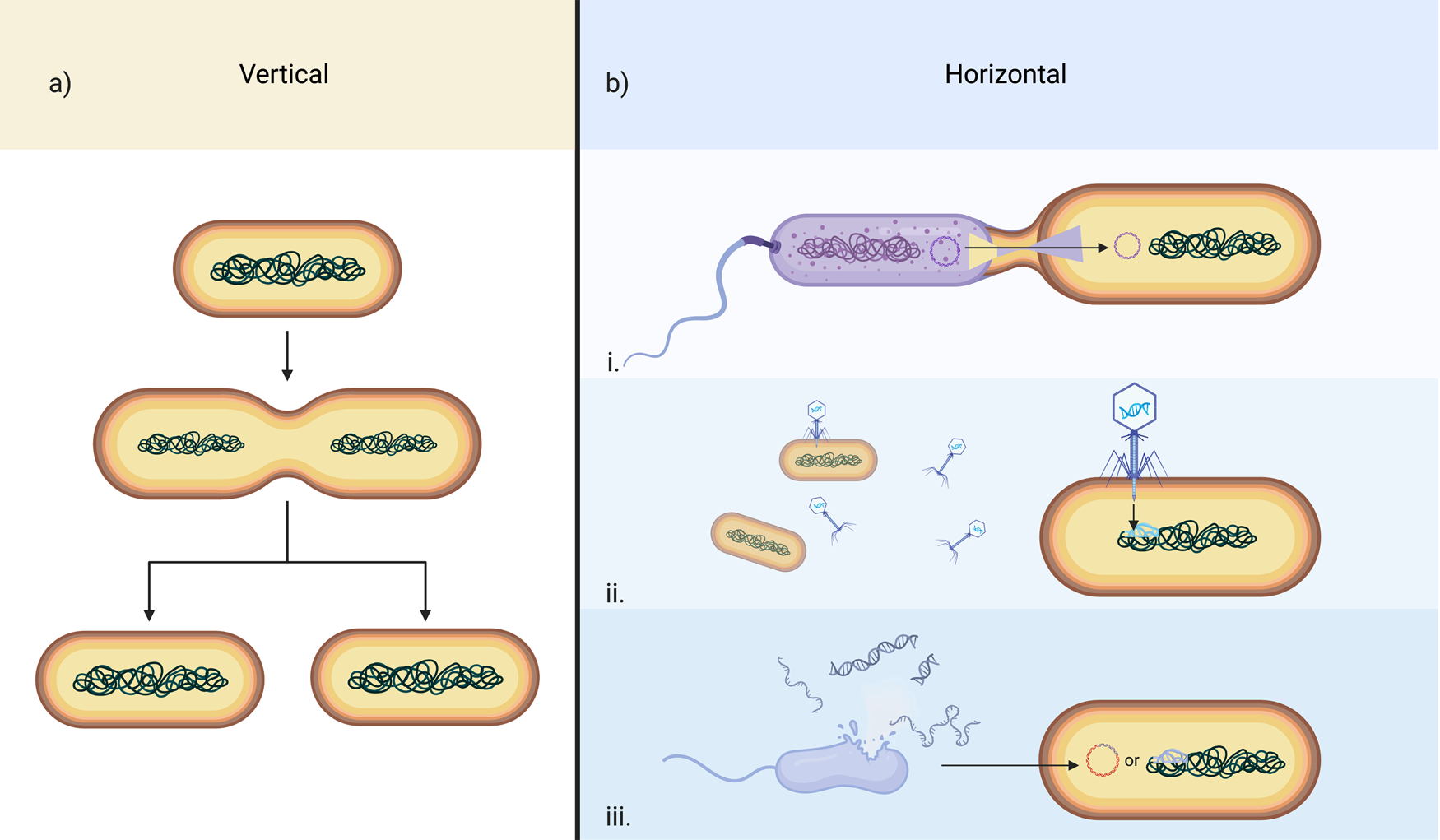 Red Algal Extremophiles: Novel Genes and Paradigms | Microscopy Today ...