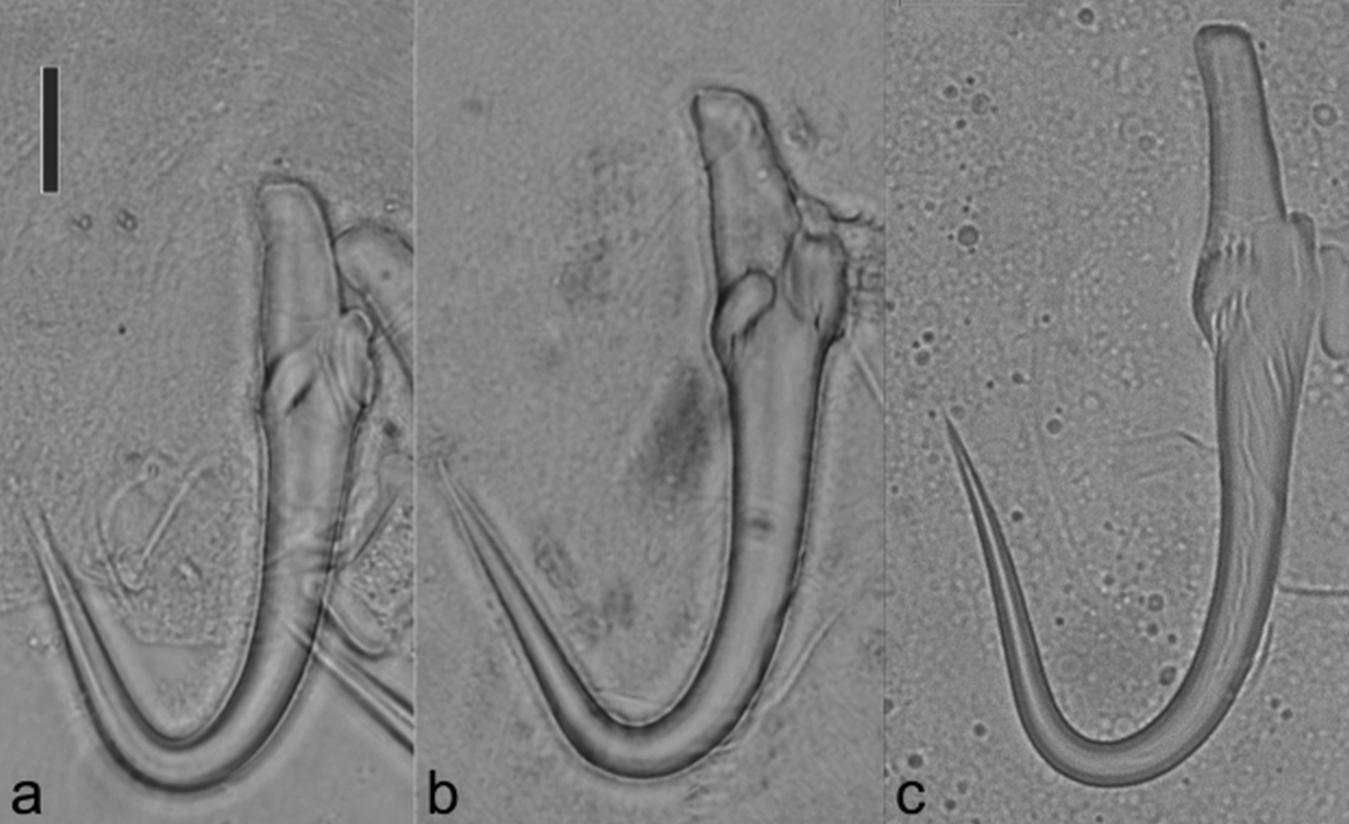 Morphometric And Genetic Evidence For Cryptic Diversity In Gyrodactylus ...