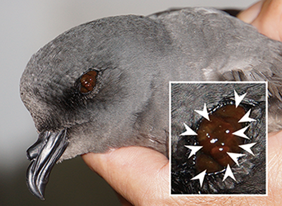 Host–parasite relationships between seabirds and the haemadipsid