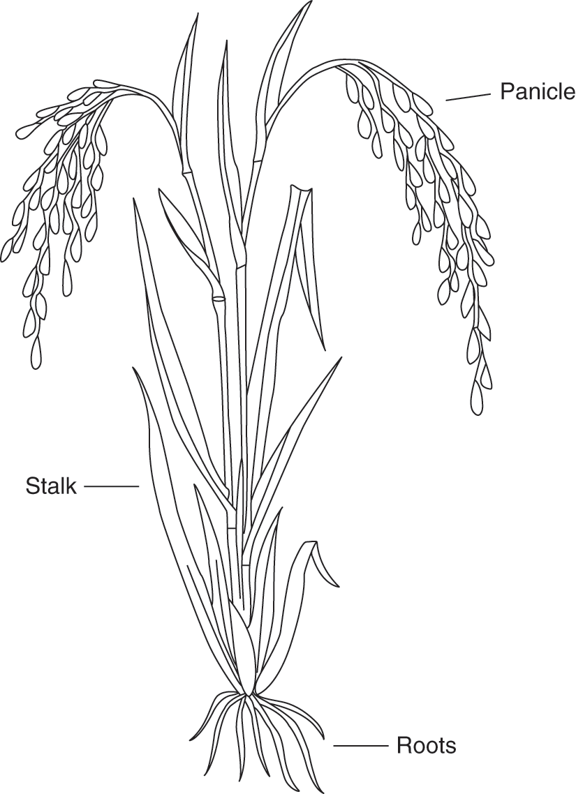 Origins of a Uniquely Adaptive Farming System: (Chapter 4) - Monsoon Rains,  Great Rivers and the Development of Farming Civilisations in Asia, image size:825x1138