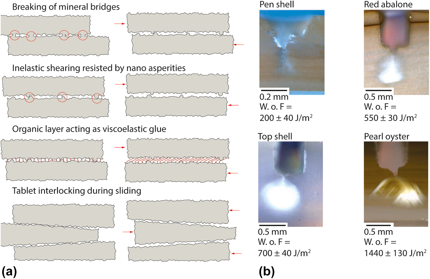 Strong And Tough Nacre Like Aluminas Process Structure Performance Relationships And Position Within The Nacre Inspired Composite Landscape Journal Of Materials Research Cambridge Core