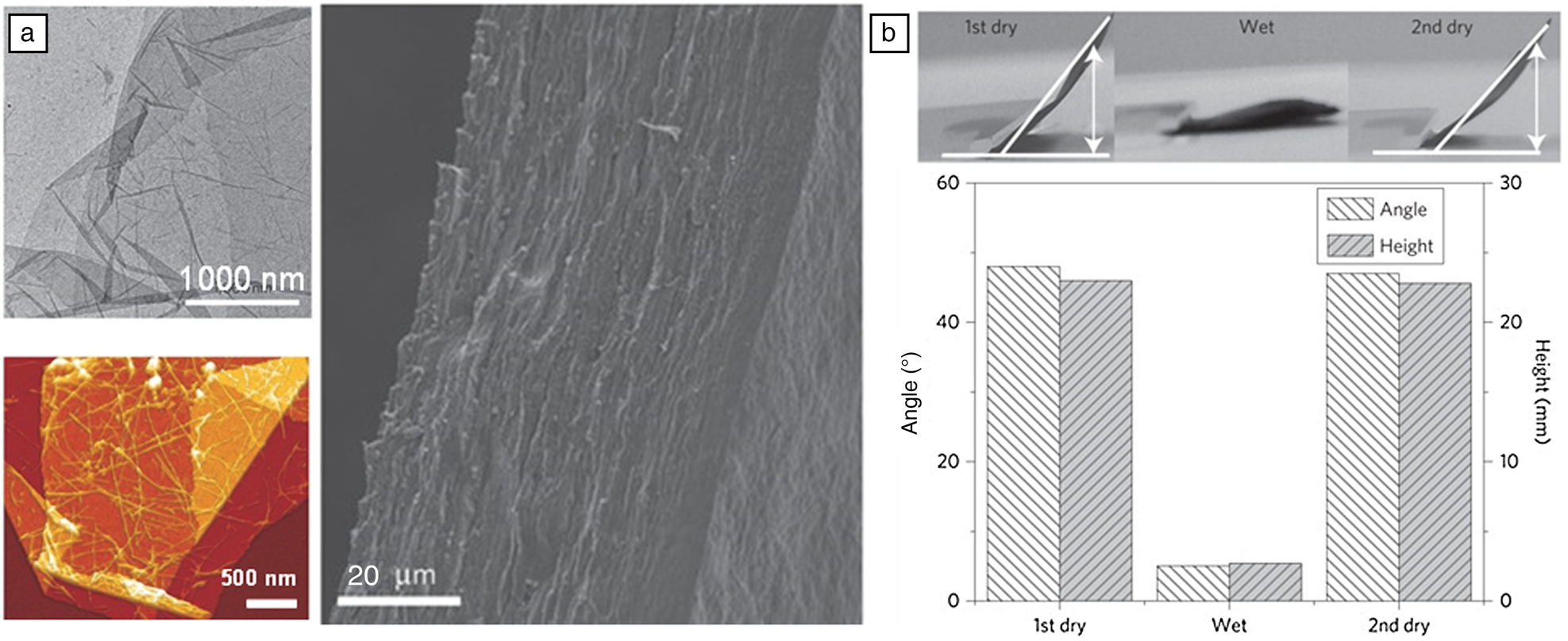 Protein-based Functional Nanocomposites | MRS Bulletin | Cambridge Core