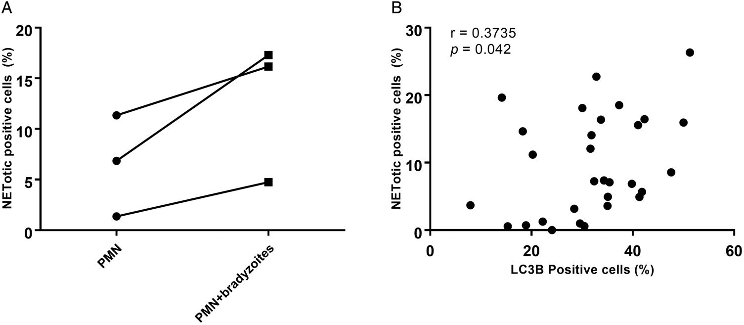 Besnoitia Besnoiti Bradyzoite Stages Induce Suicidal And Rapid Vital Netosis Parasitology