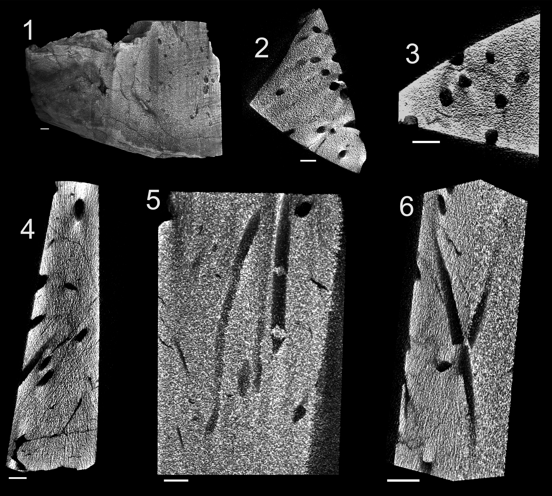 A new marine woodground ichnotaxon from the Lower Cretaceous Mannville ...