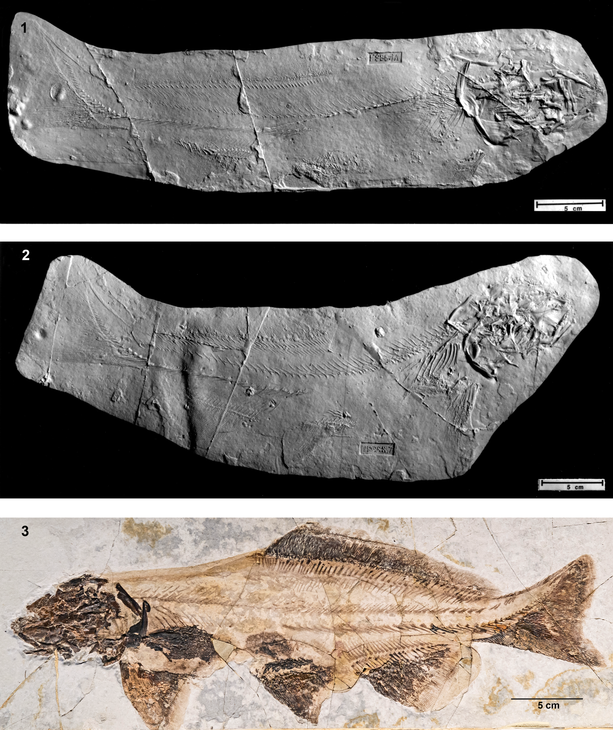 Redescription of †Yanosteus longidorsalis Jin et al., 1995 (Chondrostei,  Acipenseriformes, †Peipiaosteidae) from the Early Cretaceous of China, Journal of Paleontology