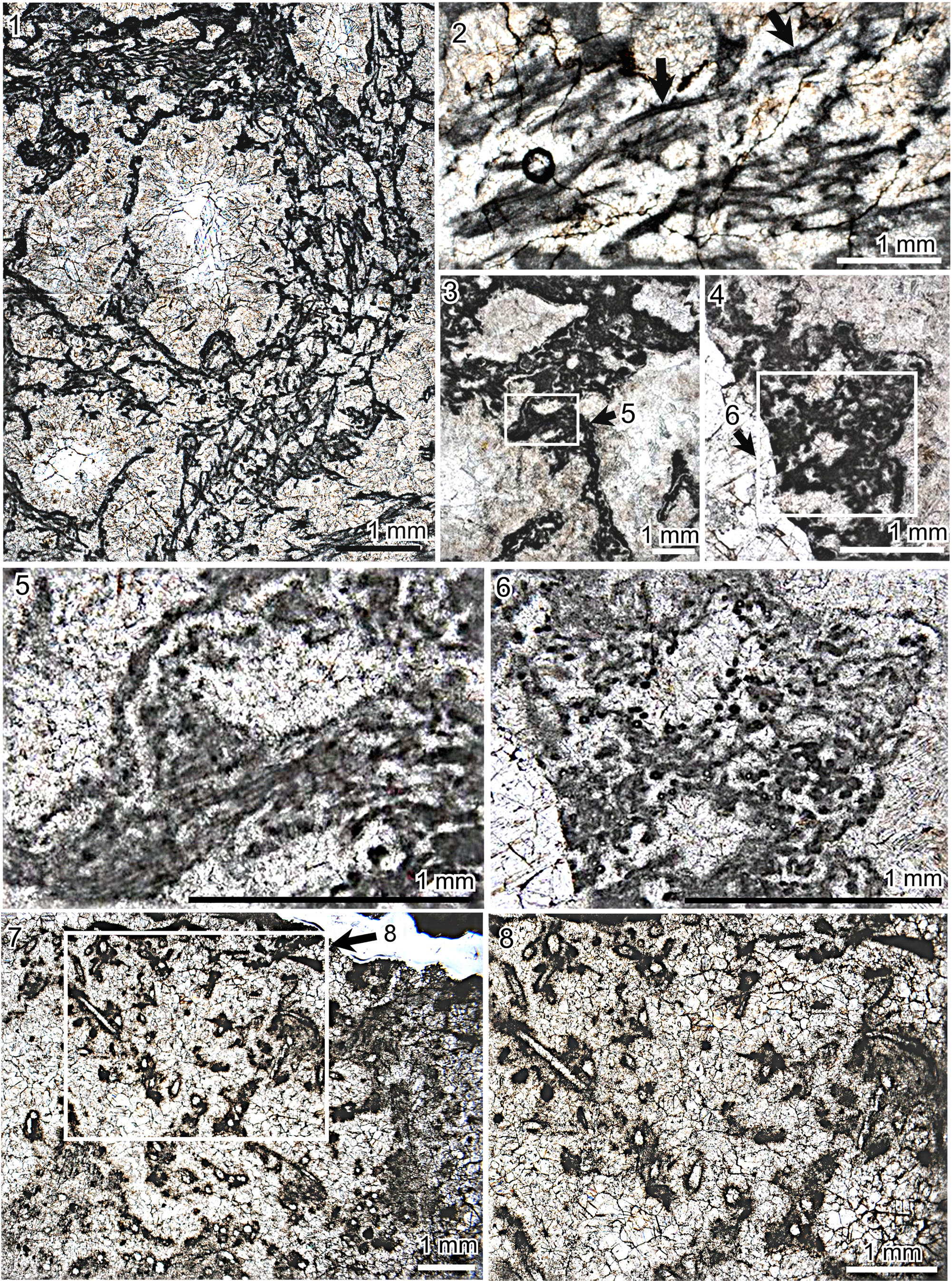 Diversity and systematics of Middle-Late Ordovician calcified 