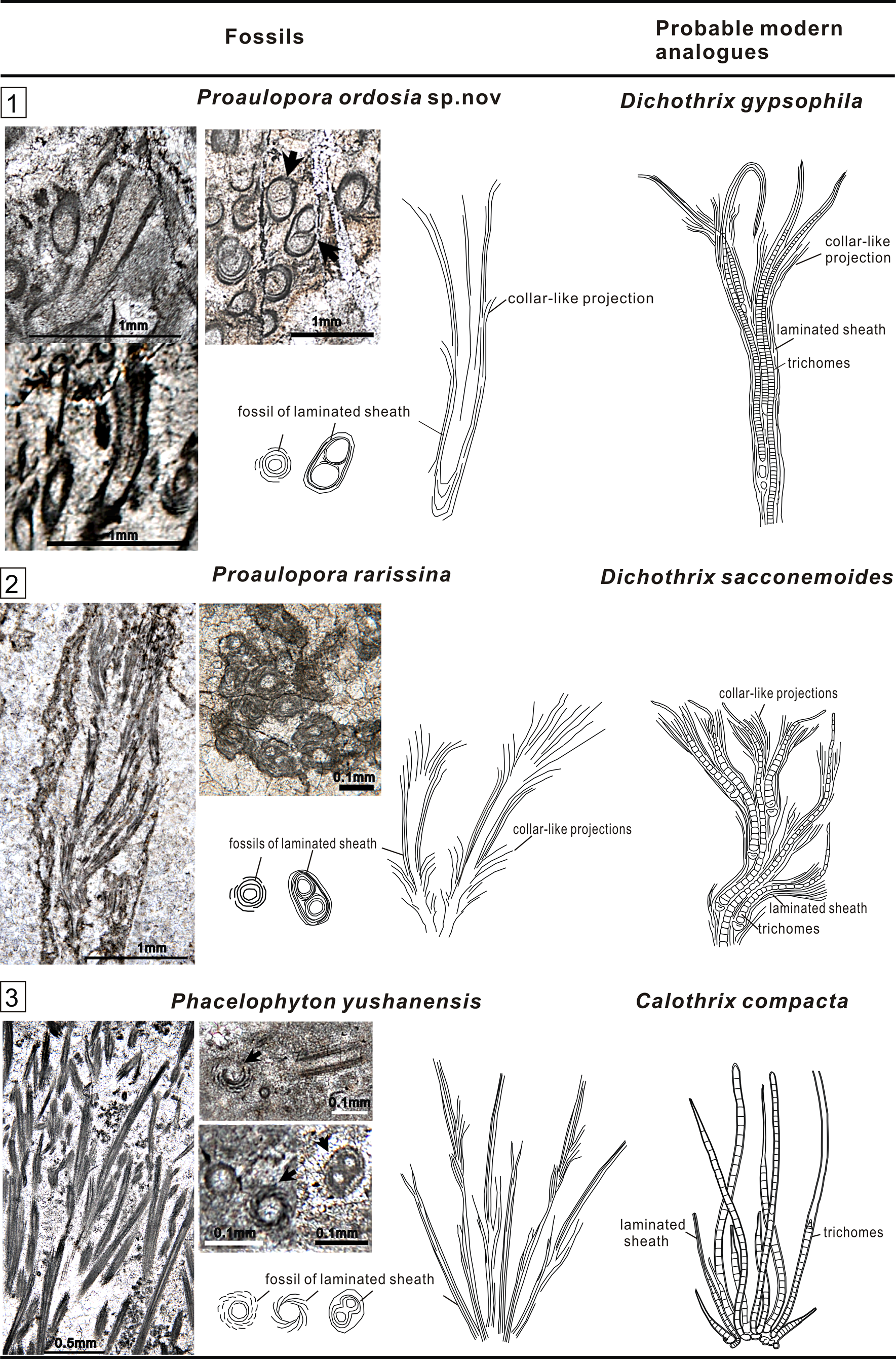 Diversity and systematics of Middle-Late Ordovician calcified 