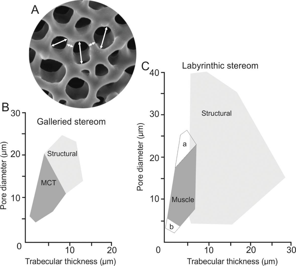 Functional Micromorphology Of The Echinoderm Skeleton