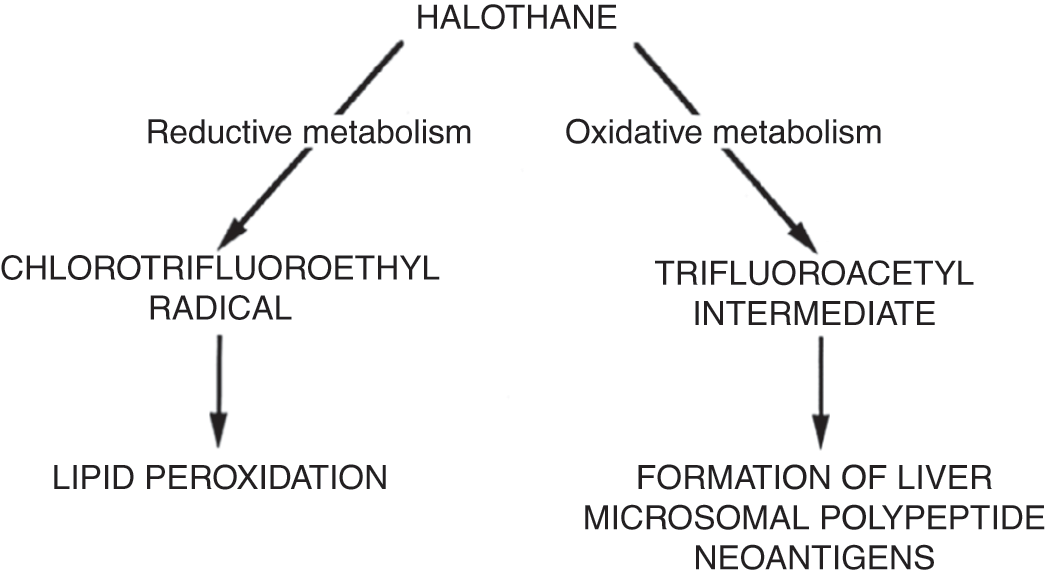 Drug Induced Liver Disease In Children Chapter 22 Liver Disease In Children