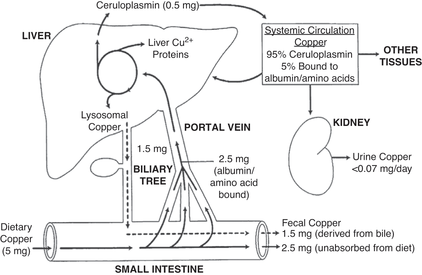ceruloplasmin on glutathione ncbi International Journal of Molecular Medicine The antioxidant master glutathione and