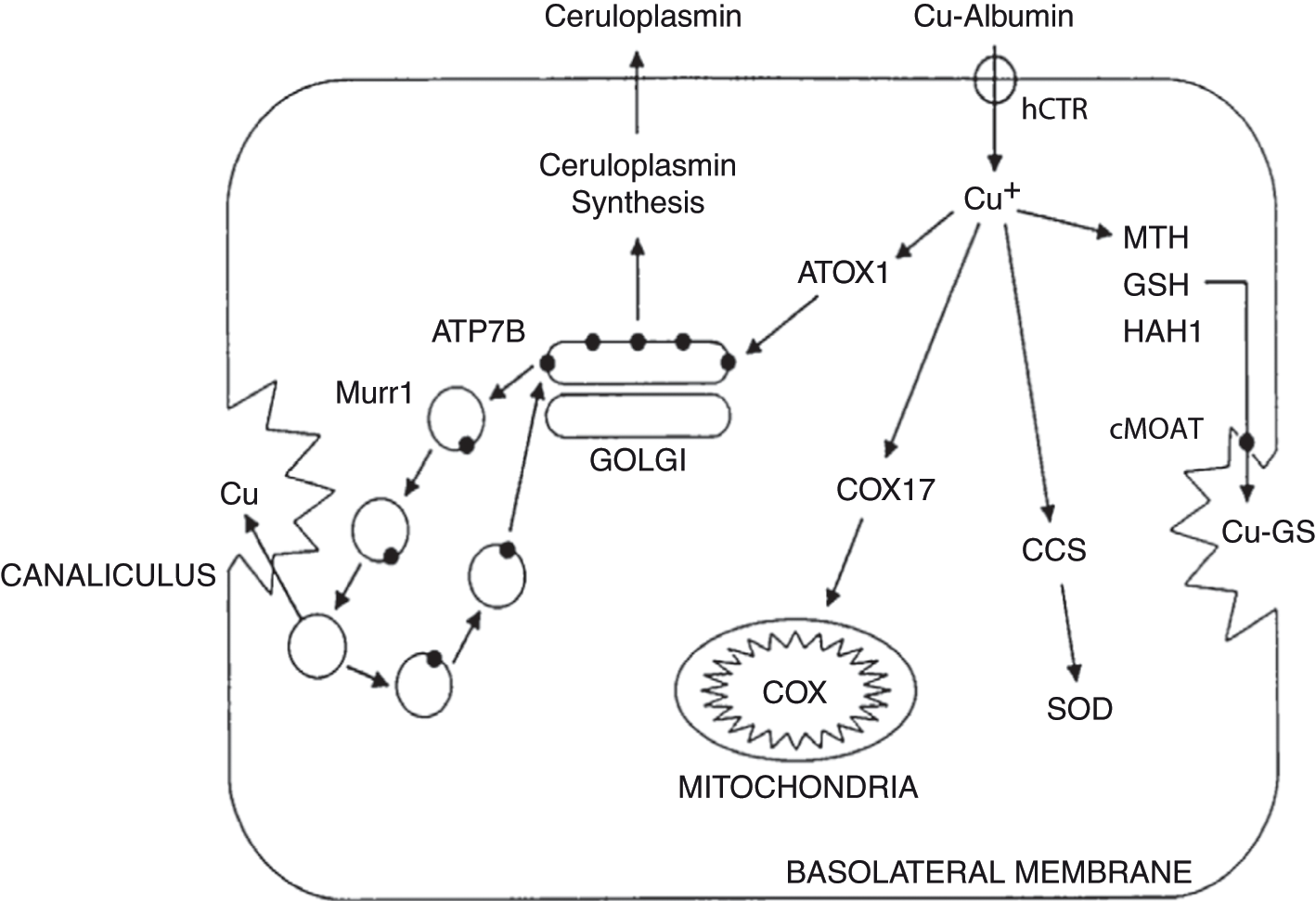 glutathione and amalgams Can a person with mercury filling take Glutathione as a supplement?