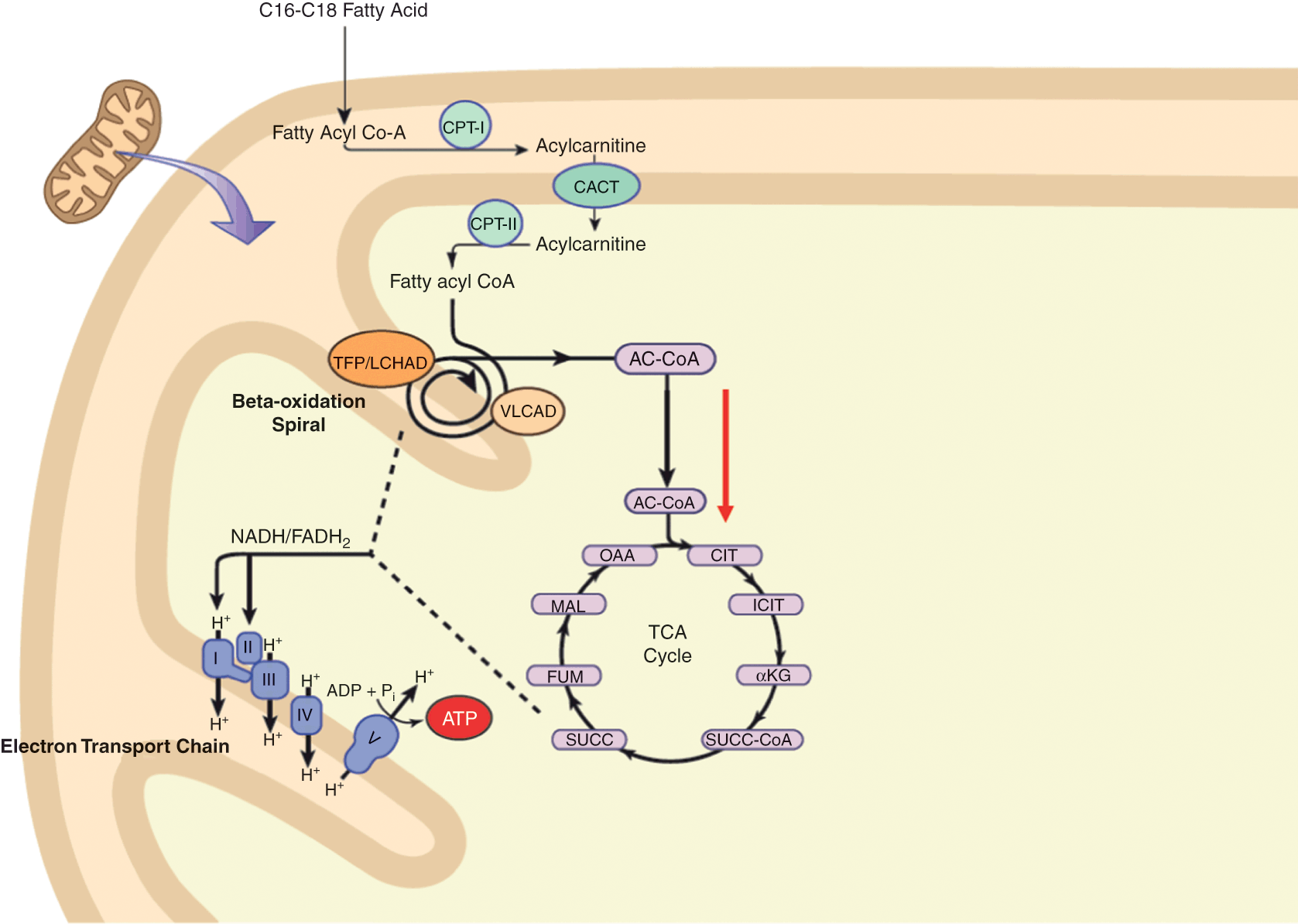 Beta Oxidation Cycle