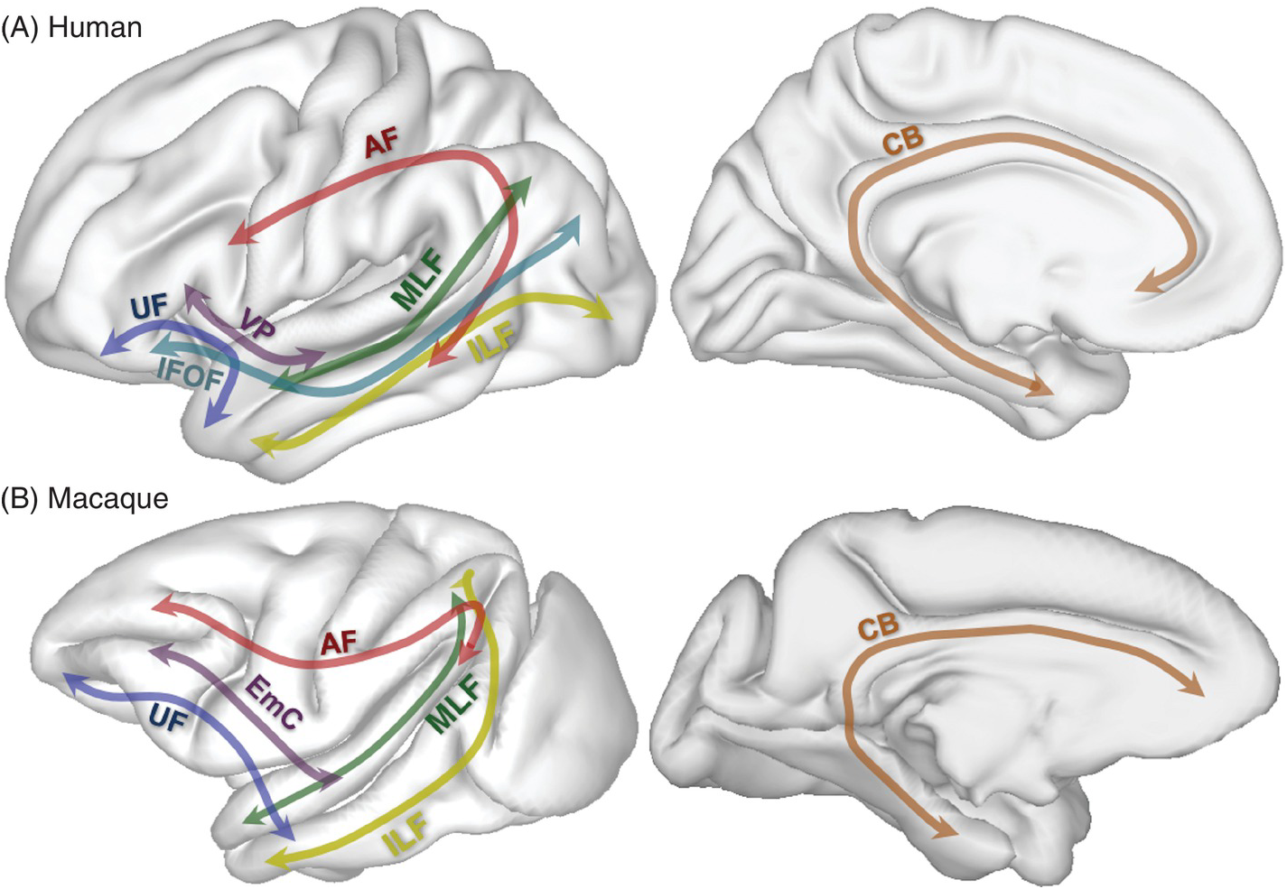 Neural Mechanisms Part Ii Cooperation And Conflict