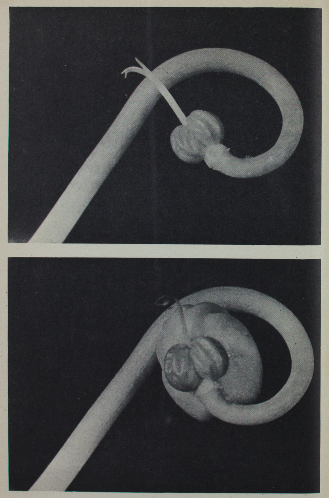 The ciné-biologists: natural history film and the co-production of  knowledge in interwar Britain | The British Journal for the History of  Science | Cambridge Core