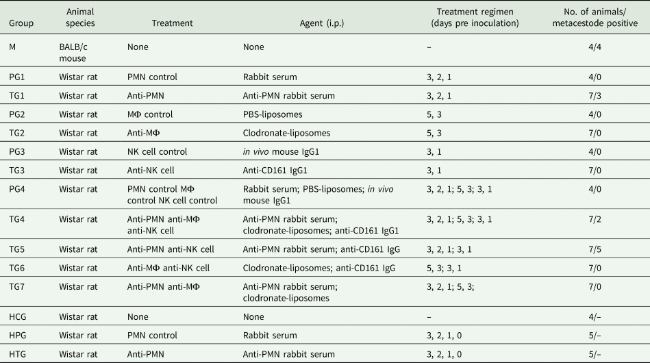 Agranulocytosis Leads To Intestinal Echinococcus Multilocularis Oncosphere Invasion And Hepatic Metacestode Development In Naturally Resistant Wistar Rats Parasitology Cambridge Core