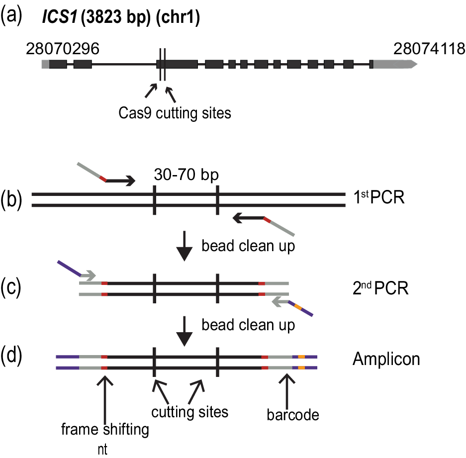 Crispr Finder A High Throughput And Cost Effective Method To Identify Successfully Edited Arabidopsis Thaliana Individuals Quantitative Plant Biology Cambridge Core