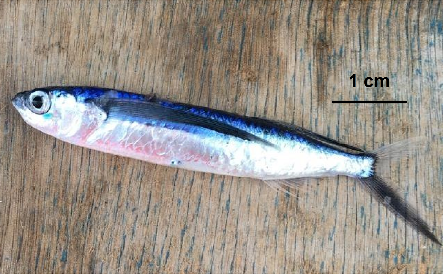 First record of the Lessepsian fish Parexocoetus mento in Italian waters  and GIS-based spatial and temporal distribution in Mediterranean Sea, Journal of the Marine Biological Association of the United Kingdom