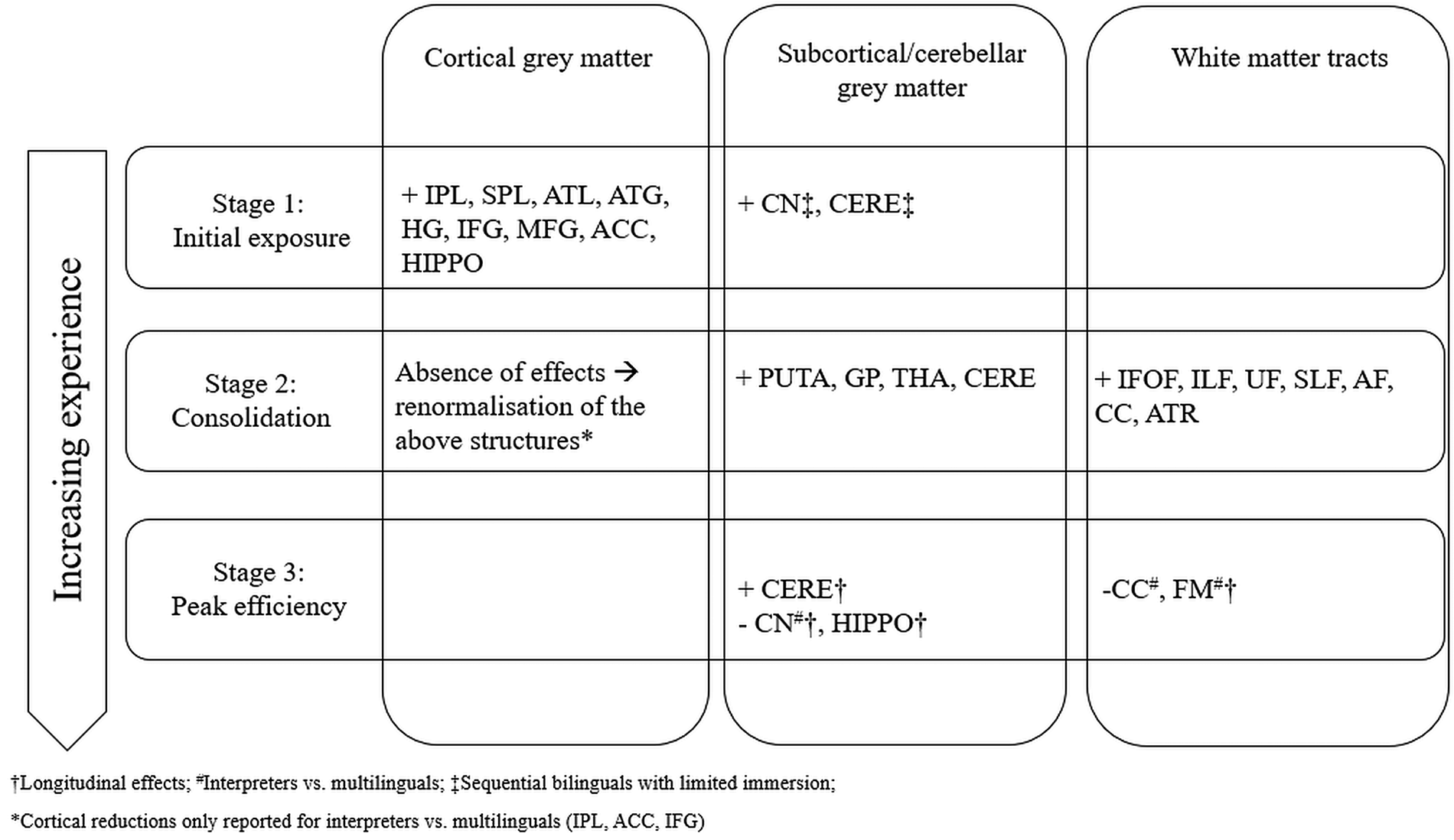 Understanding Structural Plasticity In The Bilingual Brain: The Dynamic ...