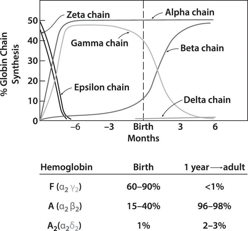 Relative Abundance of Globin Chains