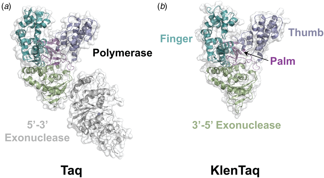 Engineering Polymerases For Applications In Synthetic Biology ...