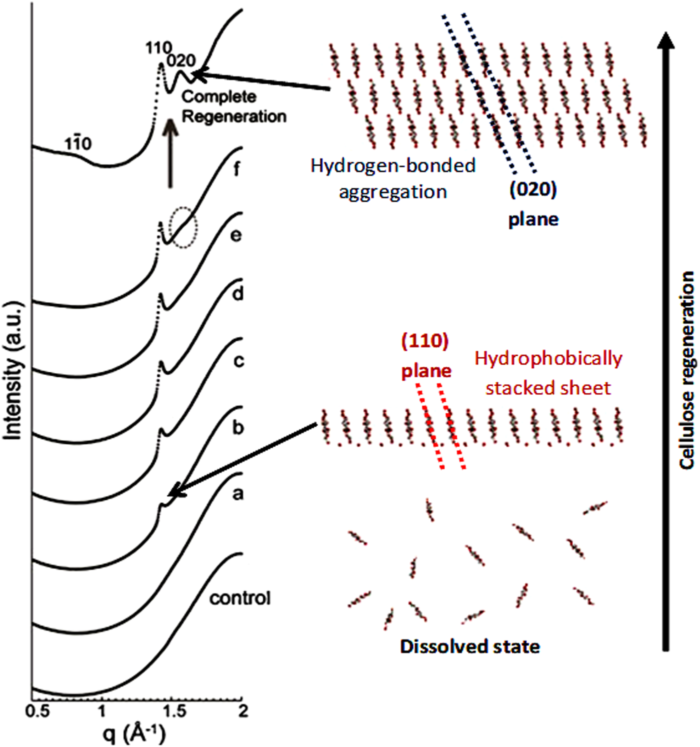 Hydrophobic Interactions Control The Self-assembly Of DNA And Cellulose ...