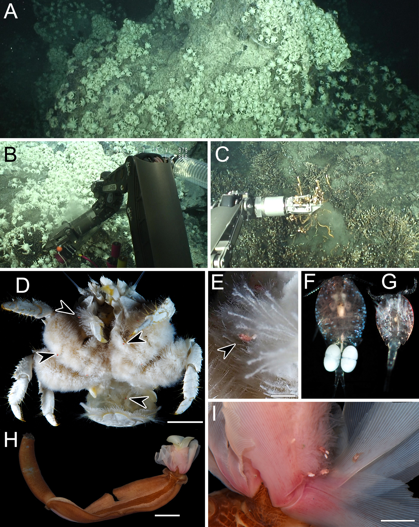 Dirivultidae (Copepoda: Siphonostomatoida) from hydrothermal vent fields in  the Okinawa Trough, North Pacific Ocean, with description of one new  species | Journal of the Marine Biological Association of the United  Kingdom |