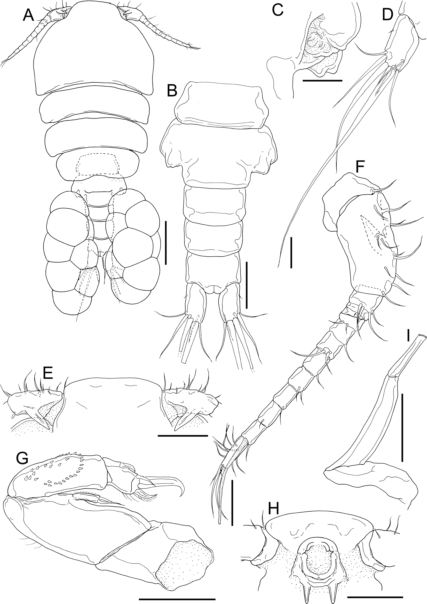 Dirivultidae (Copepoda: Siphonostomatoida) from hydrothermal vent fields in  the Okinawa Trough, North Pacific Ocean, with description of one new  species | Journal of the Marine Biological Association of the United  Kingdom |