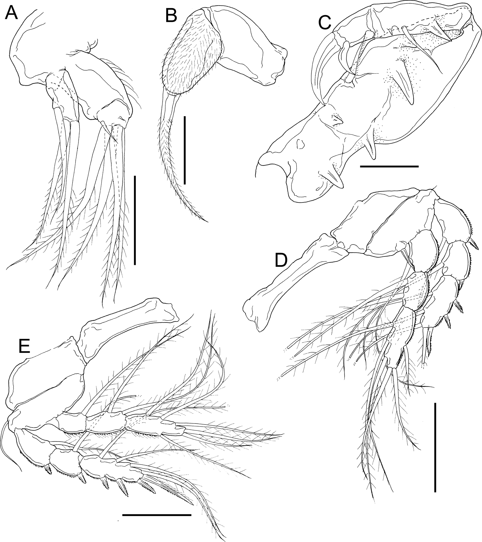 Dirivultidae (Copepoda: Siphonostomatoida) from hydrothermal vent fields in  the Okinawa Trough, North Pacific Ocean, with description of one new  species | Journal of the Marine Biological Association of the United  Kingdom |