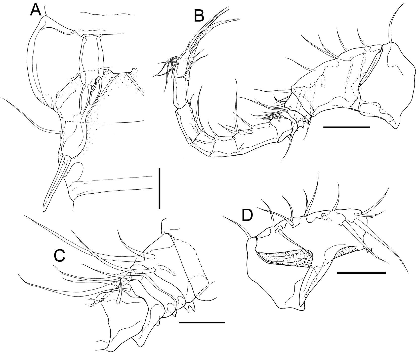 Dirivultidae (Copepoda: Siphonostomatoida) from hydrothermal vent fields in  the Okinawa Trough, North Pacific Ocean, with description of one new  species | Journal of the Marine Biological Association of the United  Kingdom |