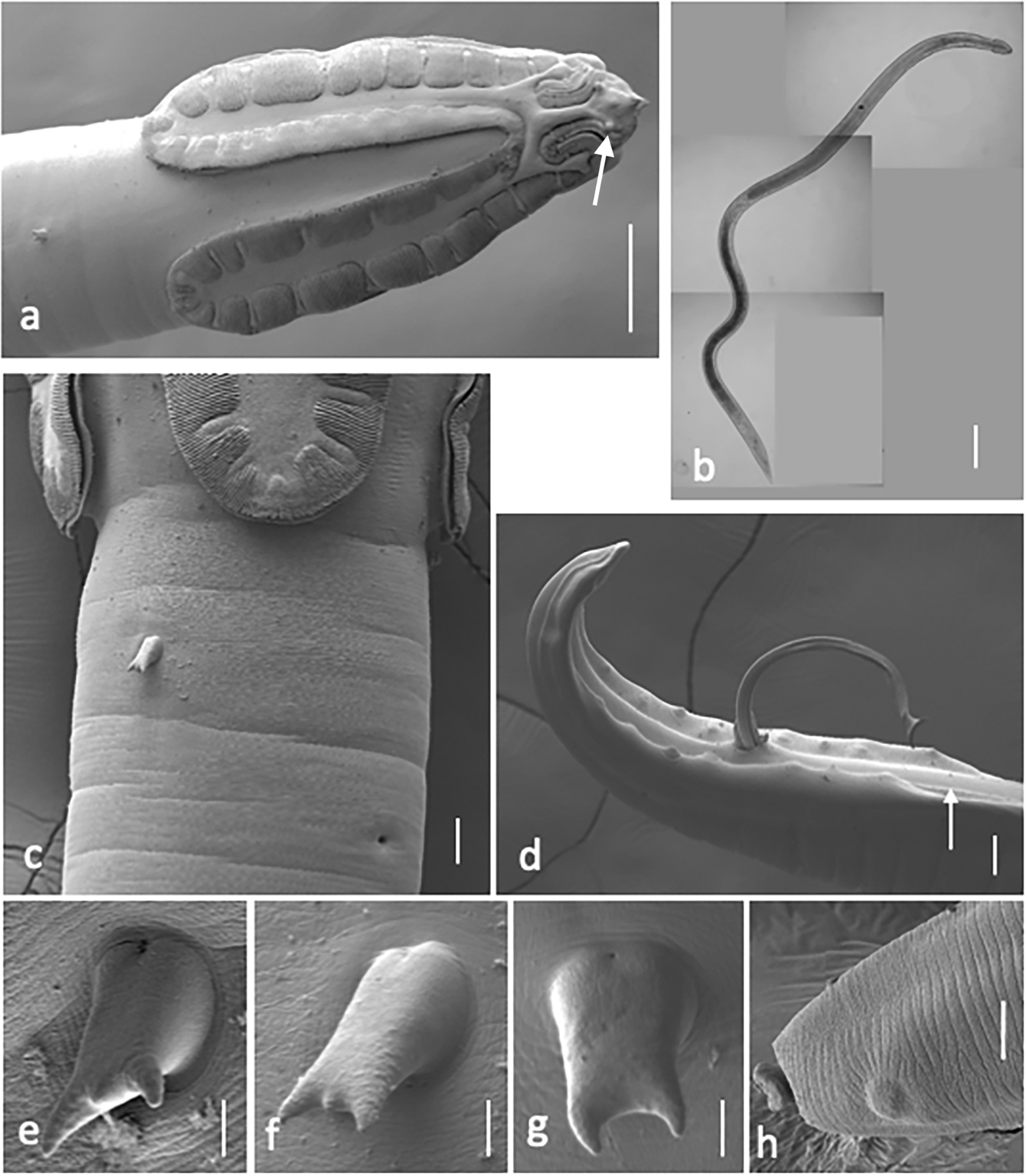 WoRMS - World Register of Marine Species - Placentophora colensoi