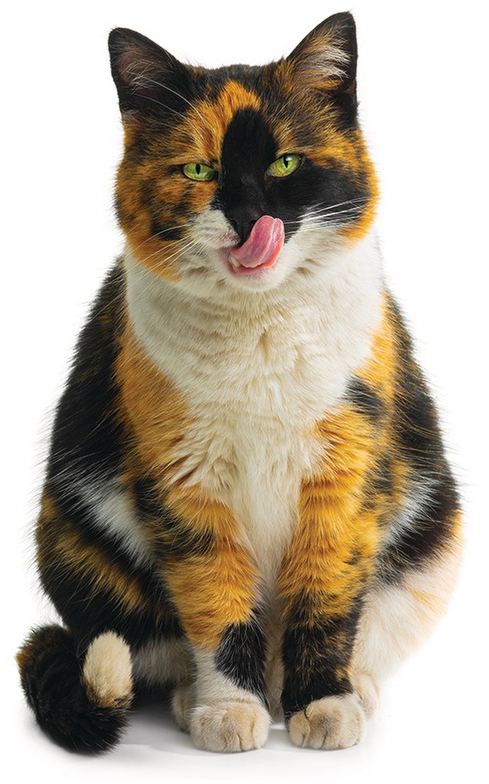 calico cat urn